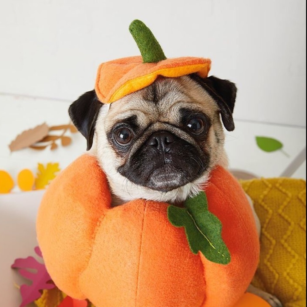 Meet your Posher, Dani